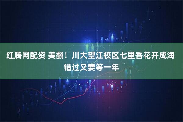 红腾网配资 美翻！川大望江校区七里香花开成海 错过又要等一年